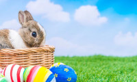 2026 04 05 lapin